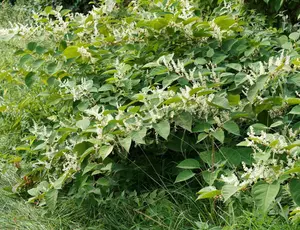 Dense growth of Japanese knotweed (Fallopia japonica) with its distinctive bamboo-like stems and broad green leaves spreading across a field, showing the invasive nature of this plant species.