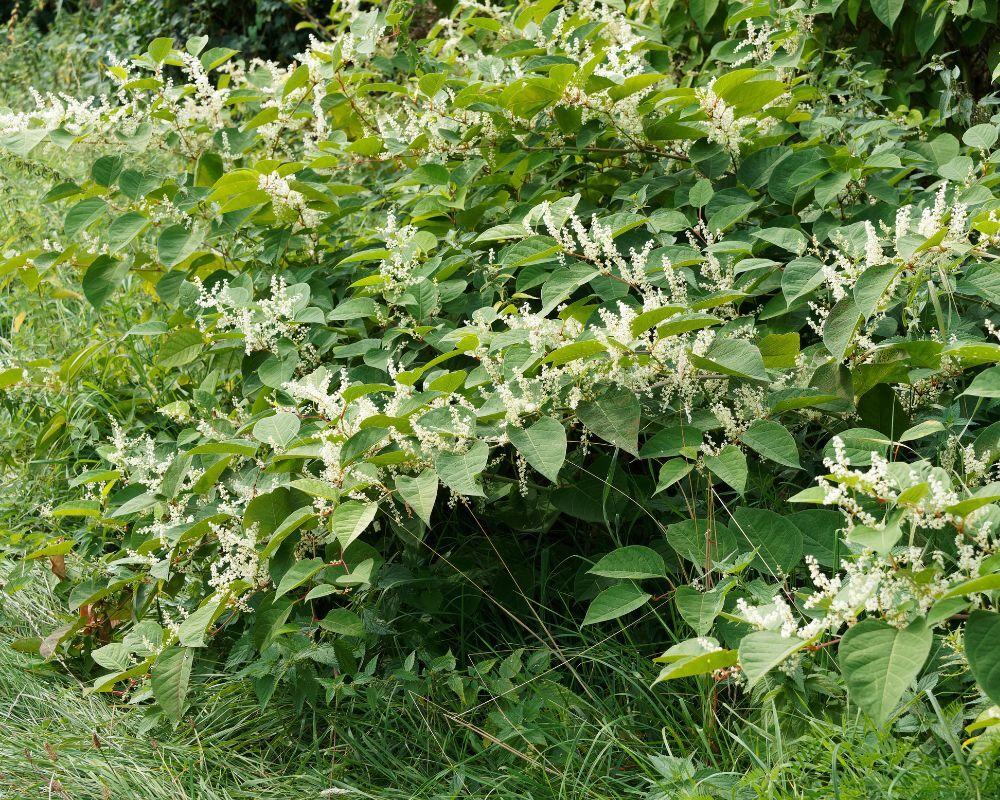 Dense growth of Japanese knotweed (Fallopia japonica) with its distinctive bamboo-like stems and broad green leaves spreading across a field, showing the invasive nature of this plant species.